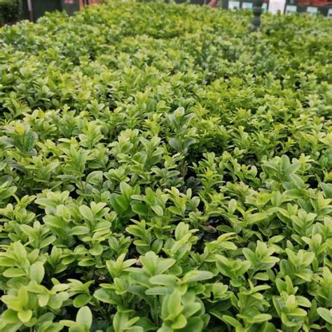 15 25cm Pot Grown Buxus Sempervirens Box Hedging ScotPlants Direct UK