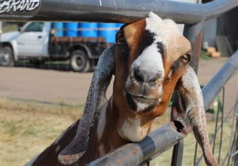 Nubian Goats – Farmer John's Sustainable Farming