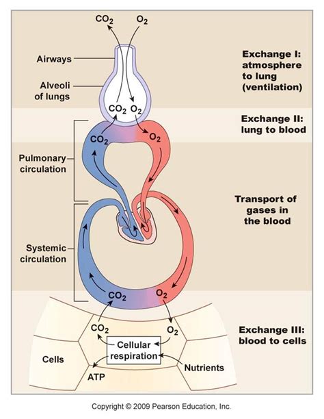 My Biomedical Notebook Respiratory Physiology