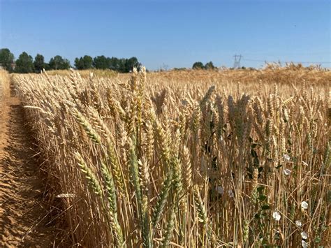 Prácticas agrícolas sostenibles en el cultivo de cereal para consumo