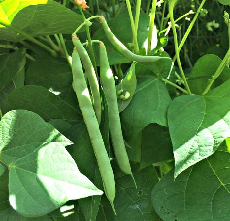 How to Cook Fresh Green Beans – Farm Fresh For Life – Real Food for ...