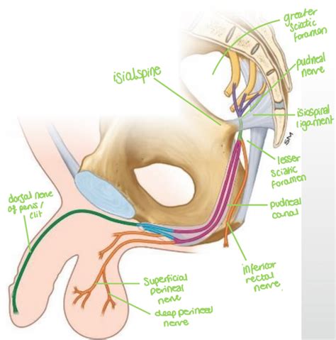 Perineum Flashcards Quizlet