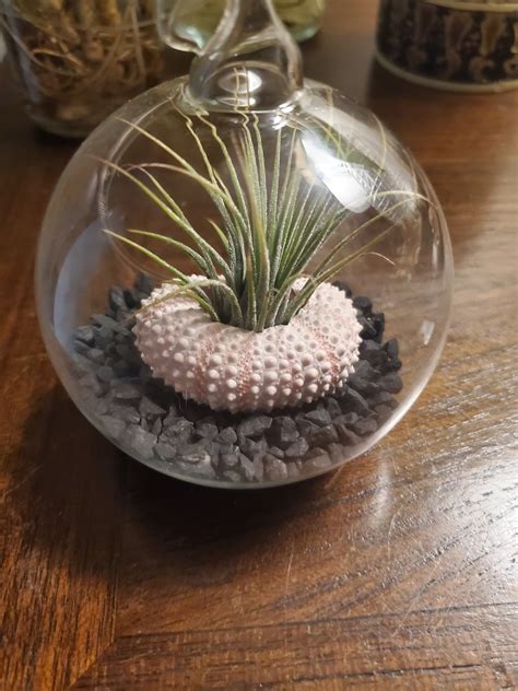 Air Plant Hanging Terrarium Clear Glass Orb Air Plant Holder Globe Beach Kit Etsy