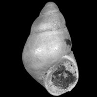 The Early Pleistocene Freshwater Mollusks Of The Denizli Basin Turkey