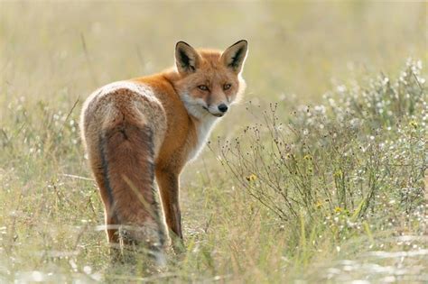 Renard Roux Vulpes Vulpes En Milieu Naturel Photo Premium