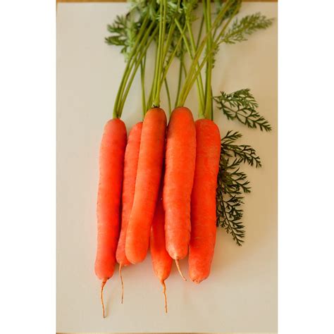 Seminte Morcovi Nantes 2 Agrosel 500 G Emagro