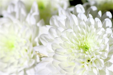 White Chrysanthemum Flower Photograph By Gregory Dubus Fine Art America