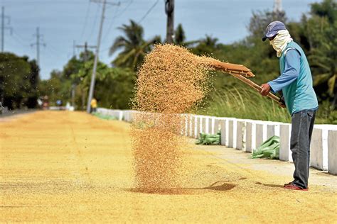 Farmers Cry For Help As Palay Prices Drop Inquirer News