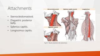 Mastoid Process | PPT