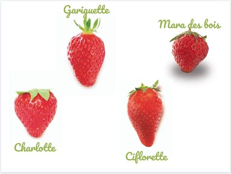 Tout Savoir Sur La Fraise Saison Vari T S Conservation En