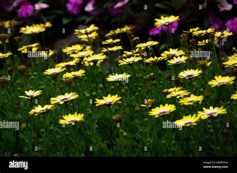 Yellow African Daisies In Butchart Gardens Near Victoria Bc Canada