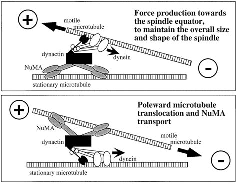 Model For Numadynactindynein Dependent Microtubule Transport And