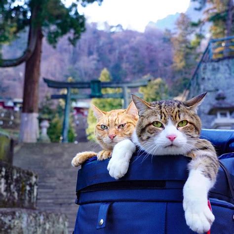 Guy Takes His Two Cats On His Travels Around Japan