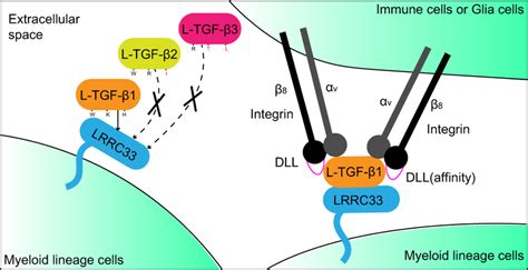 Schemetic Model For The Specific Tgf β1 Signal Of The Myeloid Lineage Download Scientific