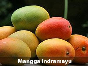 Mangga Indramayu Total Buah Segar