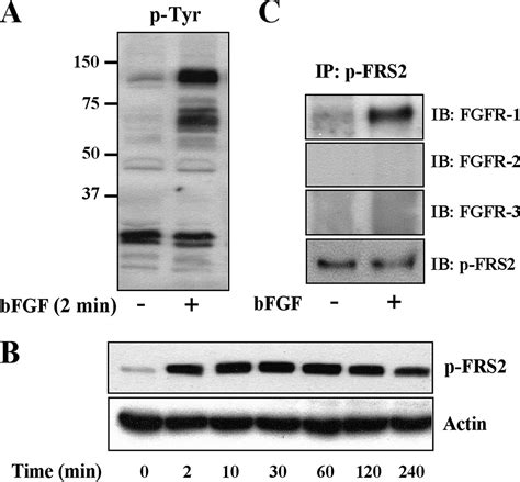 Basic Fibroblast Growth Factor Induced Neuronal Differentiation Of