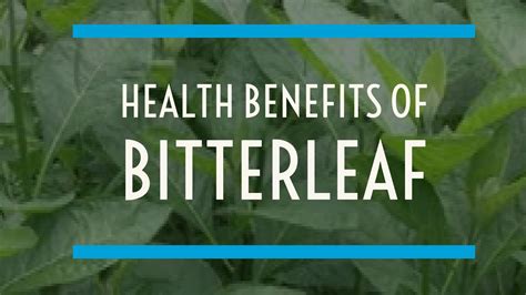 Health Benefits Of Bitter Leaf Vernonia Amygdalina Health Pleromana