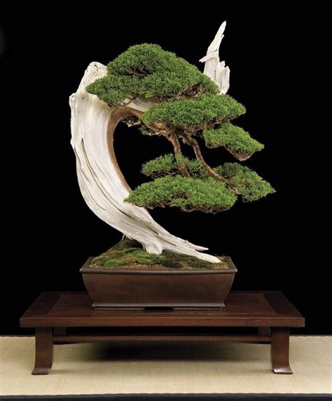 The Oldest Bonsai Tree: A Living Testament To Nature's Artistry ...