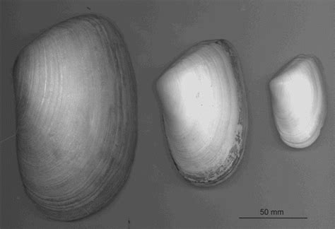 Full Article The Biology Ecology And History Of Toheroa Paphies