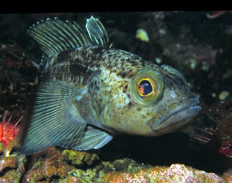 Antarctic Cod