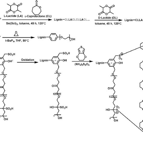 Scheme A Synthesis Of Lignin Graft Poly Caprolactone Co Lactide