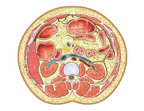 Transverse Section At Upper Body Photograph by Asklepios Medical Atlas