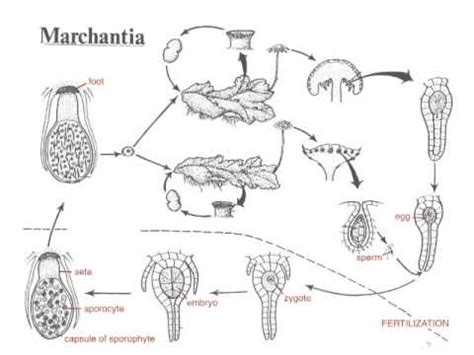 Marchantia Life Cycle