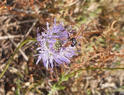 Rotbeinige Stieldickkopffliege Physocephala Rufipes Flickr