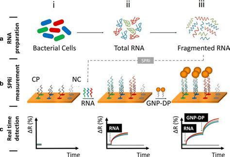 A Schematic Of Multiplex Rna Detection Using Surface Plasmon Resonance Download Scientific