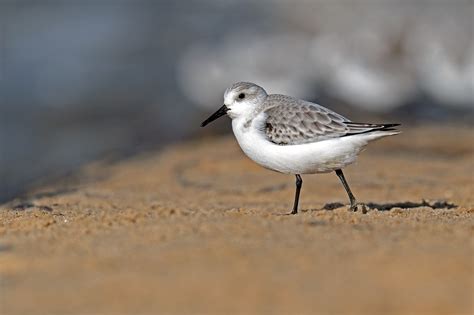 Sanderling Vogel Tier Kostenloses Foto Auf Pixabay