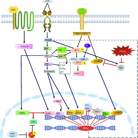 KEGG constructed pathway for the regulation of PKCε gene transcription