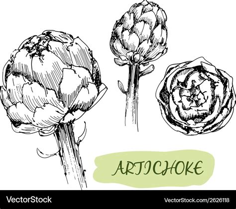 Artichoke Royalty Free Vector Image Vectorstock