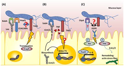 Toxins Free Full Text Helicobacter Pylori Outer Membrane Protein