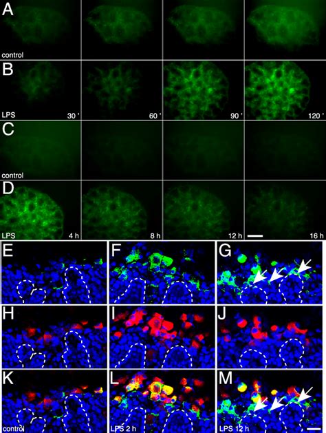 Lps Stimulates Nf Kbdependent Gfp Expression In Ngl Fetal Mouse Lung