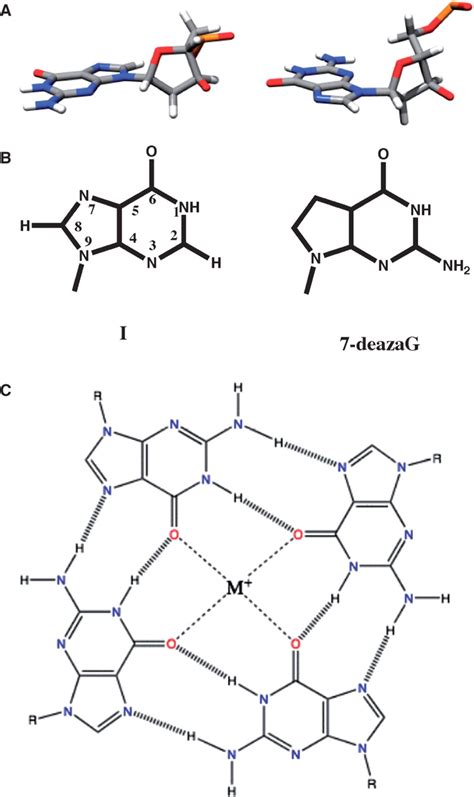 Chemical Structures Of G Quartets And Quadruplexes A Download Scientific Diagram