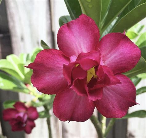 Seeds Adenium Obesum Double Red Desert Rose Mix Flower Seeds