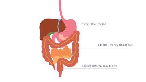 Digestive System Powerpoint Template Slidemodel