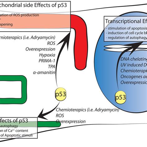 Schematic Representation Of P53 Intracellular Localizations Known To