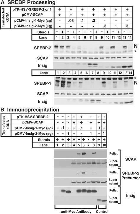 Insig A Second Endoplasmic Reticulum Protein That Binds Scap And