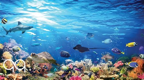 Beautiful Aquarium And Relaxing Music Study Reading Sleep Yoga