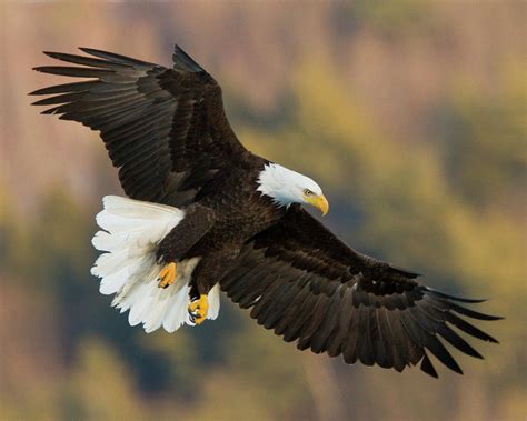 Bald Eagle Haliaeetus Leucocephalus Photograph By Carl D Walsh Fine