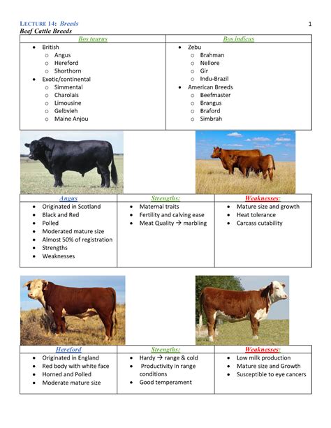 Lecture 14 Breeds Samuel Garcia Beef Cattle Breeds Bos Taurus Bos