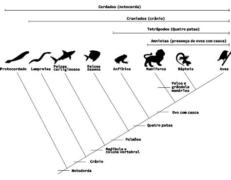 Cladograma Cordados - Exemplos De Filo Cordata Filo Dos Cordados Atual | PPT