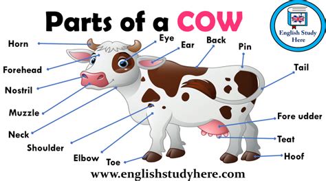 Parts Of A Cow Useful Cow Anatomy With Pictures • 7esl 42 Off