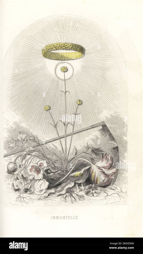 Emblematic Illustration Of The Everlasting Flower Helichrysum Stoechas