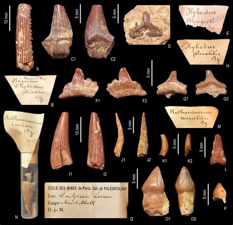 Elasmobranchii Et Nothosauroidea Calcaire T R Bratules Zone