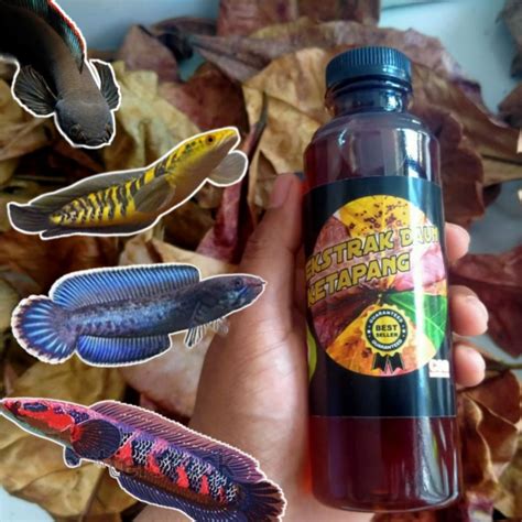 Jual Ikan Cana Sehat Perawatan Cupangekstrak Daun Ketapang Original