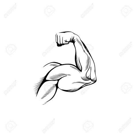 Biceps Drawing At Getdrawings Free Download