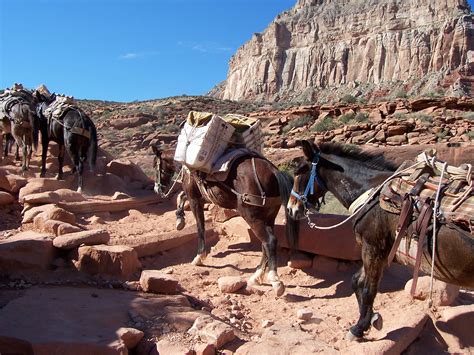 Grand Canyon By Mule