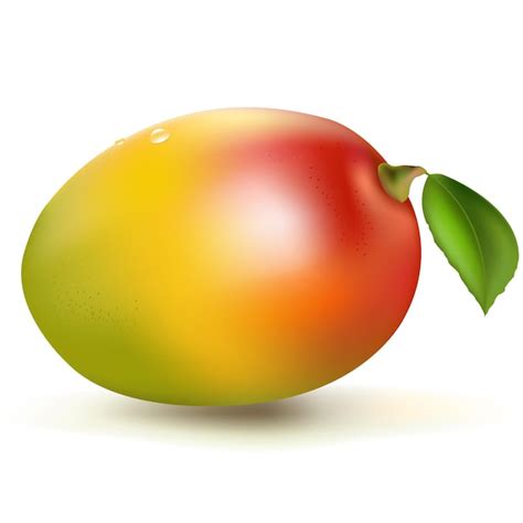 Mango Fresco Aislado Vector Premium